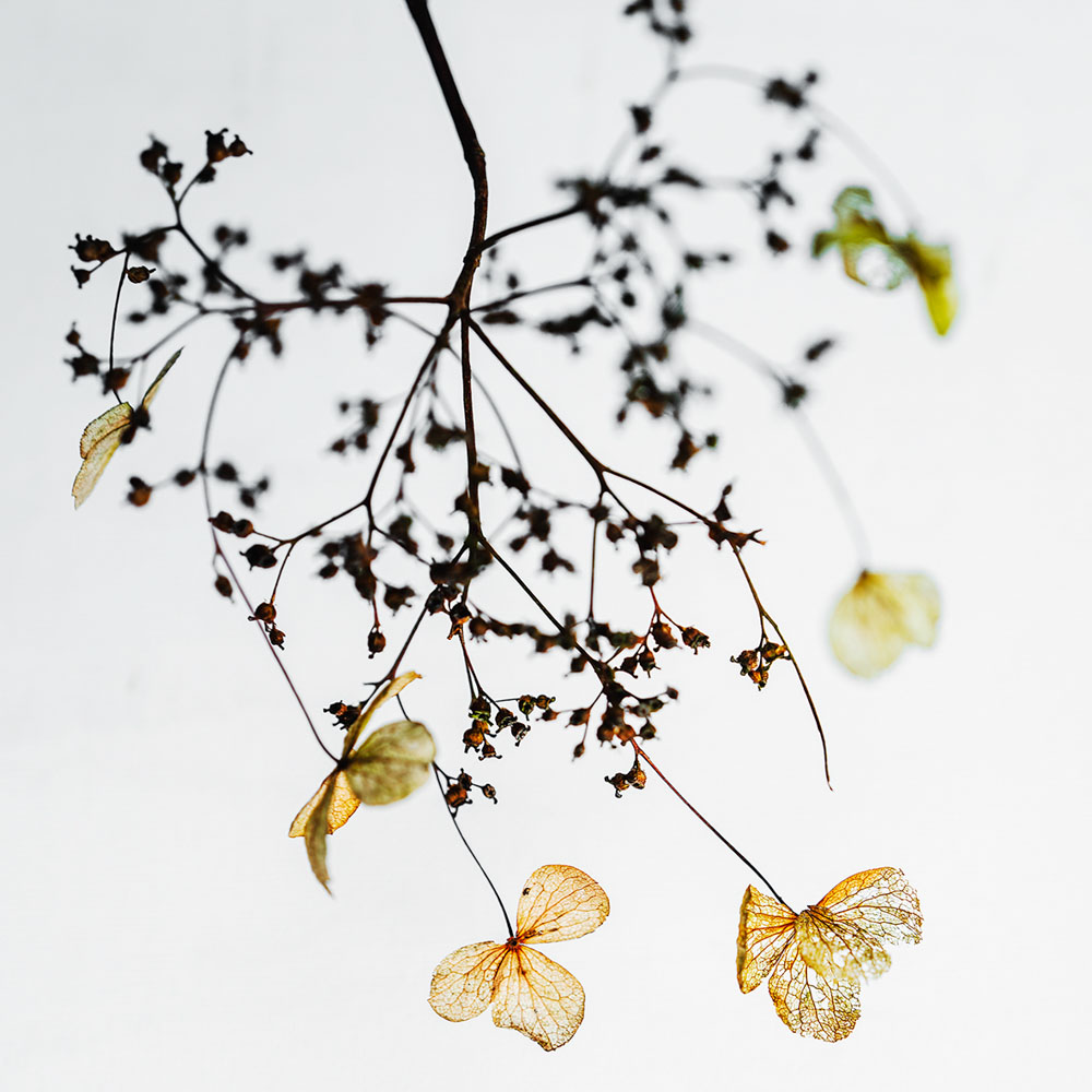 Minimalistische Naturfotografie beim Kurs Zen Art und Zen Fotografie
